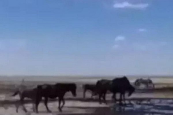 Экологи прокомментировали видео с лошадьми, пьющими нефть