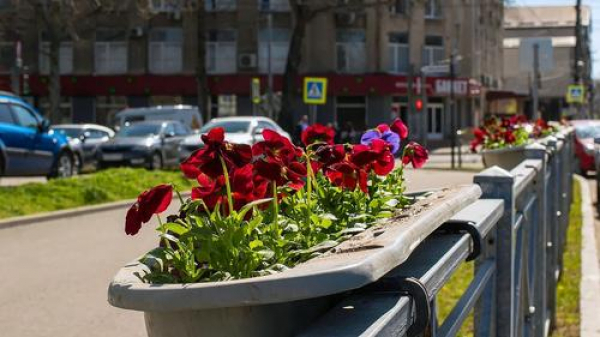 Красоту на улицах Симферополя создадут руками студентов