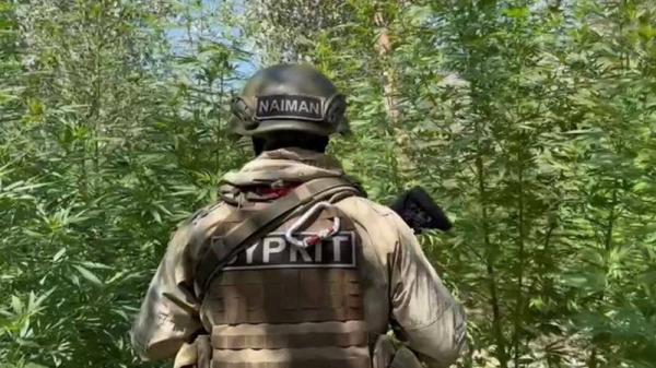 Тонну конопли обнаружили в ходе спецоперации в Туркестанской области