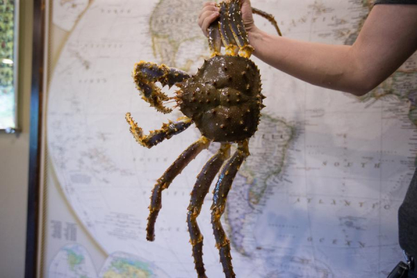 Расплата за краба. С приморского бизнесмена с паспортом США требуют 2,5 миллиарда