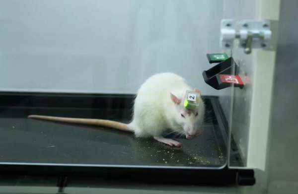 Сколько пойманных в Татарстане грызунов - переносчики инфекций